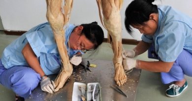 Китаянки работают над пластинированным телом человека. Фото: boston.com