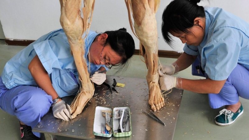 Китаянки работают над пластинированным телом человека. Фото: boston.com