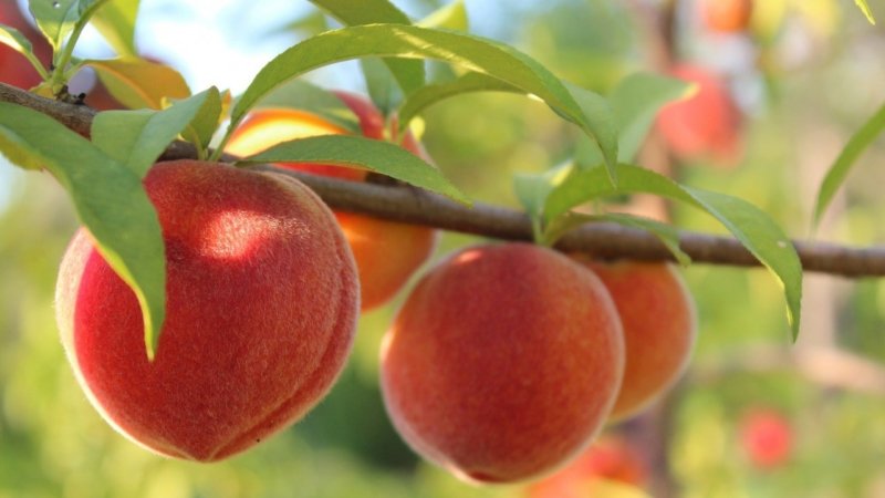 Плоды персикового дерева