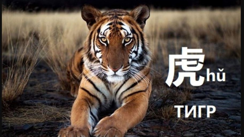 Иероглиф «Тигр». Фото vk.com